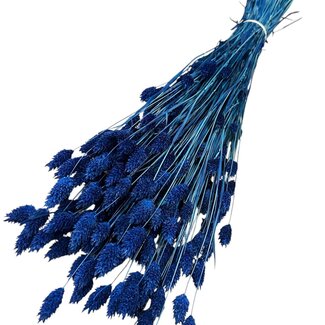 Casa Alegria Phalaris séché | Couleur: Bleu foncé | Herbe à canari Fleurs séchées | Longueur ± 65 centimètre | Poids 150 gramme | Par bouquet