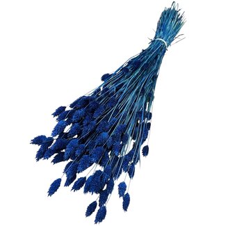 Casa Alegria Dried Phalaris | Colour: Dark blue | Canary grass dried flowers | Length ± 65 centimeter | Weight 150 gram | Per bunch