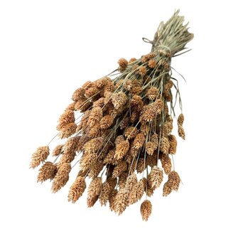 Casa Alegria Gedroogde Phalaris | Kleur: Lichtoranje | Kanariegras Droogbloemen | Lengte ± 65 centimeter | Gewicht 150 gram | Per bos