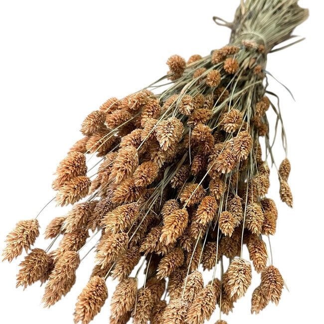 Phalaris séché | Couleur: orange clair | Herbe à canari Fleurs séchées | Longueur ± 65 centimeter | Poids 150 gram | Par bouquet