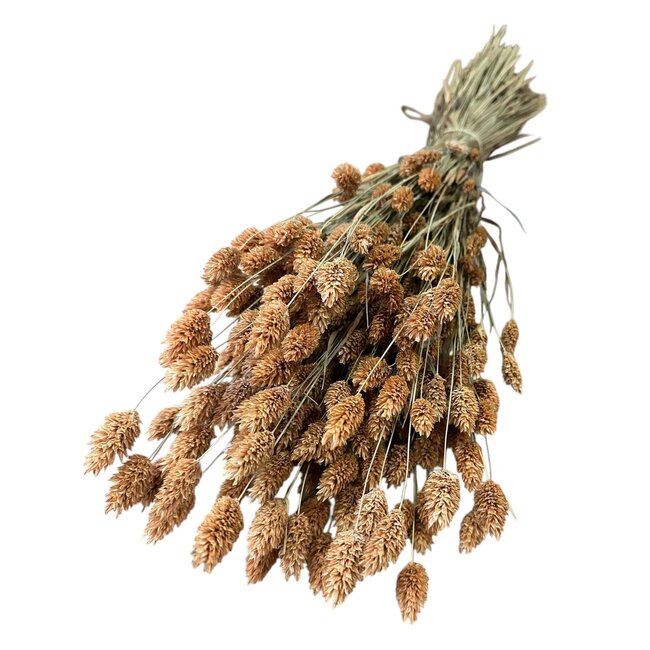 Gedroogde Phalaris | Kleur: Lichtoranje | Kanariegras Droogbloemen | Lengte ± 65 centimeter | Gewicht 150 gram | Per bos