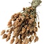 Dried Phalaris | Colour: Light orange | Canary grass dried flowers | Length ± 65 centimetre | Weight 150 gram | Per bunch