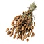 Dried Phalaris | Colour: Light orange | Canary grass dried flowers | Length ± 65 centimetre | Weight 150 gram | Per bunch