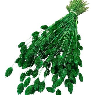 Casa Alegria Dried Phalaris | Colour: Green | Canary grass dried flowers | Length ± 65 centimetre | Weight 150 gram | Per bunch