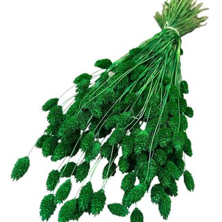 Casa Alegria Gedroogde Phalaris | Kleur: Groen | Kanariegras Droogbloemen | Lengte ± 65 centimeter | Gewicht 150 gram | Per bos