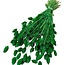 Dried Phalaris | Colour: Green | Canary grass dried flowers | Length ± 65 centimetre | Weight 150 gram | Per bunch