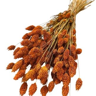 Casa Alegria Dried Phalaris | Colour: Orange | Canary grass dried flowers | Length ± 65 centimetre | Weight 150 gram | Per bunch