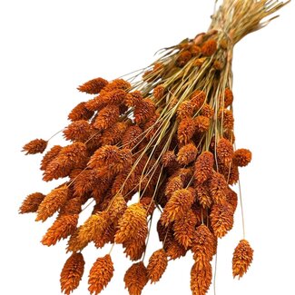 Casa Alegria Getrocknete Phalaris | Farbe: Orange | Kanariengras Trockenblumen | Länge ± 65 centimeter | Gewicht 150 gram | Pro Bund