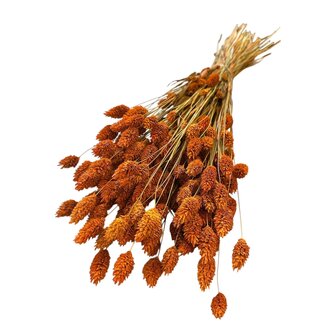 Casa Alegria Gedroogde Phalaris | Kleur: Oranje | Kanariegras Droogbloemen | Lengte ± 65 centimeter | Gewicht 150 gram | Per bos
