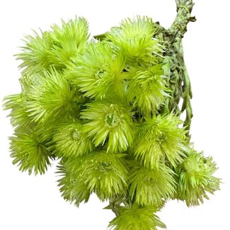 Casa Alegria Dried Cape Everlasting Strawflower | Colour: Green | Helichrysum Dried flowers | Length ± 40 centimeter | Weight 100 gram | Per bunch