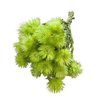 Casa Alegria Dried Cape Everlasting Strawflower | Colour: Green | Helichrysum Dried flowers | Length ± 40 centimeter | Weight 100 gram | Per bunch