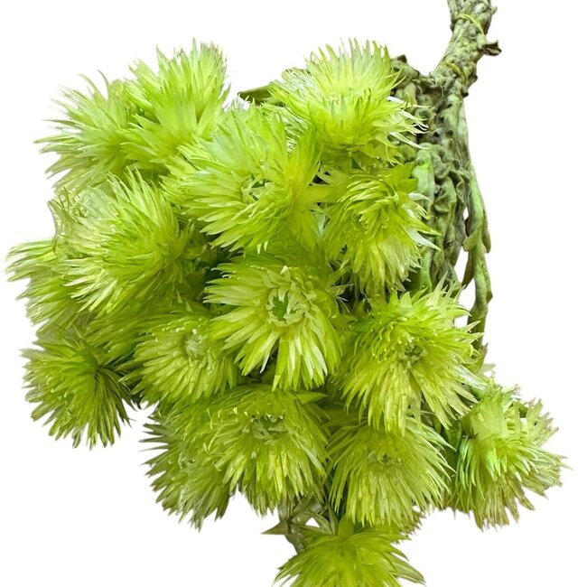 Dried Cape Everlasting Strawflower | Colour: Green | Helichrysum Dried flowers | Length ± 40 centimetre | Weight 100 gram | Per bunch