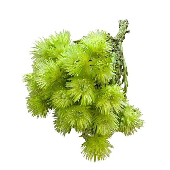 Gedroogde Kaaps Everlasting Strobloem | Kleur: Groen | Helichrysum Droogbloemen | Lengte ± 40 centimeter | Gewicht 100 gram | Per bos