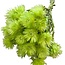 Gedroogde Kaaps Everlasting Strobloem | Kleur: Groen | Helichrysum Droogbloemen | Lengte ± 40 centimeter | Gewicht 100 gram | Per bos