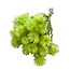 Gedroogde Kaaps Everlasting Strobloem | Kleur: Groen | Helichrysum Droogbloemen | Lengte ± 40 centimeter | Gewicht 100 gram | Per bos