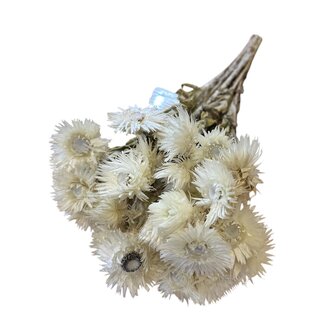 Casa Alegria Getrocknete Gebleichte Kap-Everlasting Strohblume | Farbe: Weiß | Helichrysum Trockenblumen | Länge ± 55 centimeter | Gewicht 100 gram | Pro Bund