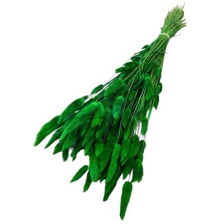 Casa Alegria Gedroogde Hazenstaartjes | Kleur: Donkergroen | Lagurus Droogbloemen | Lengte ± 70 centimeter | Gewicht 100 gram | Per bos