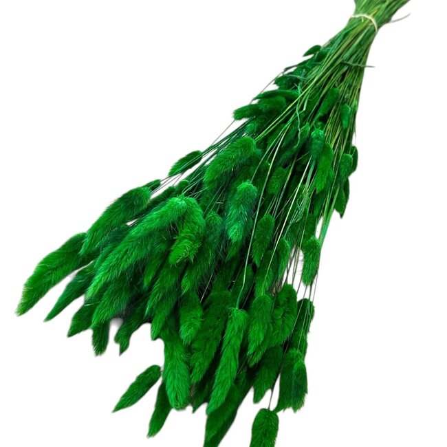 Gedroogde Hazenstaartjes | Kleur: Donkergroen | Lagurus Droogbloemen | Lengte ± 70 centimeter | Gewicht 100 gram | Per bos