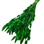 Dried Hare Tails | Colour: Dark green | Lagurus Dried flowers | Length ± 70 centimeter | Weight 100 gram | Per bunch