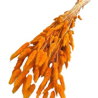Casa Alegria Getrocknete Hasenschwänzchen | Farbe: Orange | Lagurus Trockenblumen | Länge ± 70 centimeter | Gewicht 100 gram | Pro Bund