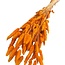 Dried Hare's Tails | Colour: Orange | Lagurus Dried Flowers | Length ± 70 centimeter | Weight 100 gram | Per bunch