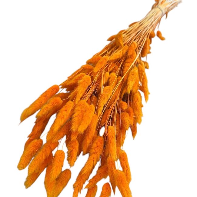 Gedroogde Hazenstaartjes | Kleur: Oranje | Lagurus Droogbloemen | Lengte ± 70 centimeter | Gewicht 100 gram | Per bos