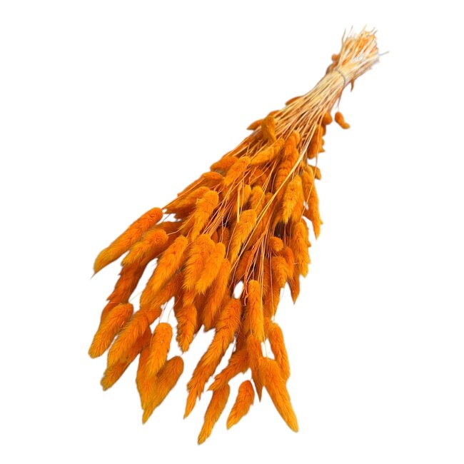 Gedroogde Hazenstaartjes | Kleur: Oranje | Lagurus Droogbloemen | Lengte ± 70 centimeter | Gewicht 100 gram | Per bos