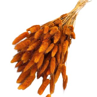 Casa Alegria Dried Hare's Tails | Colour: Dark orange | Lagurus Dried Flowers | Length ± 70 centimeter | Weight 100 gram | Per bunch