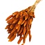Gedroogde Hazenstaartjes | Kleur: Donkeroranje | Lagurus Droogbloemen | Lengte ± 70 centimeter | Gewicht 100 gram | Per bos