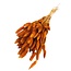 Gedroogde Hazenstaartjes | Kleur: Donkeroranje | Lagurus Droogbloemen | Lengte ± 70 centimeter | Gewicht 100 gram | Per bos