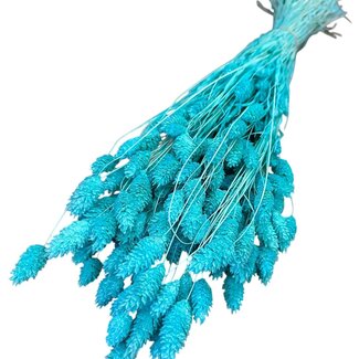 Casa Alegria Gedroogde Gebleekte Phalaris | Kleur: Blauw | Kanariegras Droogbloemen | Lengte ± 75 centimeter | Gewicht 150 gram | Per bos