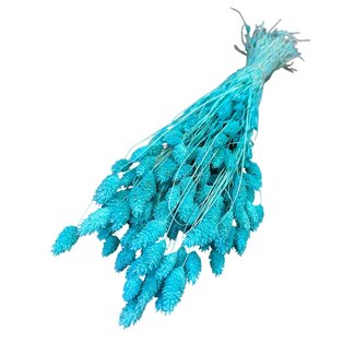 Casa Alegria Gedroogde Gebleekte Phalaris | Kleur: Blauw | Kanariegras Droogbloemen | Lengte ± 75 centimeter | Gewicht 150 gram | Per bos