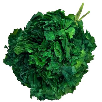 Casa Alegria Preserved Hydrangea | Colour: Green | Hydrangea Dried Flowers | Length ± 30 centimeter | Weight 50 gram | Per bunch