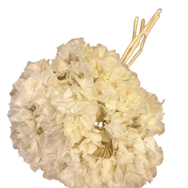 Préservé Blanchi Hortensia | Couleur: Blanc | Fleurs séchées d'hortensia | Longueur ± 30 centimeter | Poids 50 gram | Par bouquet