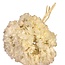 Gepreserveerde Gebleekte Hortensia | Kleur: Wit | Hydrangea Droogbloemen | Lengte ± 30 centimeter | Gewicht 50 gram | Per bos