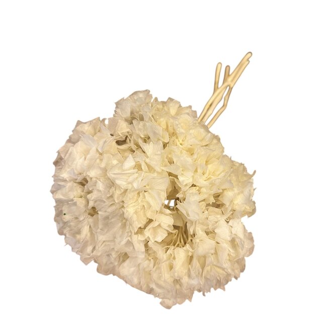 Préservé Blanchi Hortensia | Couleur: Blanc | Fleurs séchées d'hortensia | Longueur ± 30 centimeter | Poids 50 gram | Par bouquet