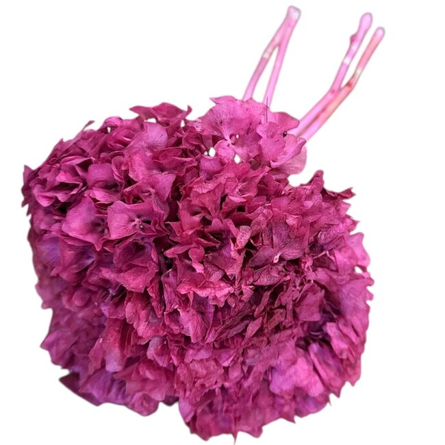 Gepreserveerde Hortensia | Kleur: Roze | Hydrangea Droogbloemen | Lengte ± 30 centimeter | Gewicht 50 gram | Per bos