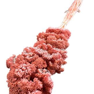 Casa Alegria Getrocknete Schafgarbe | Farbe: Lachsrosa | Achillea Filipendulina Trockenblumen | Länge ± 65 centimeter | 12 Stiele pro Bund | Pro Bund