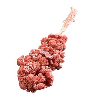 Casa Alegria Dried Yarrow | Colour: Salmon pink | Achillea Filipendulina dried flowers | Length ± 65 centimetre | 12 stems per bunch | Per bunch