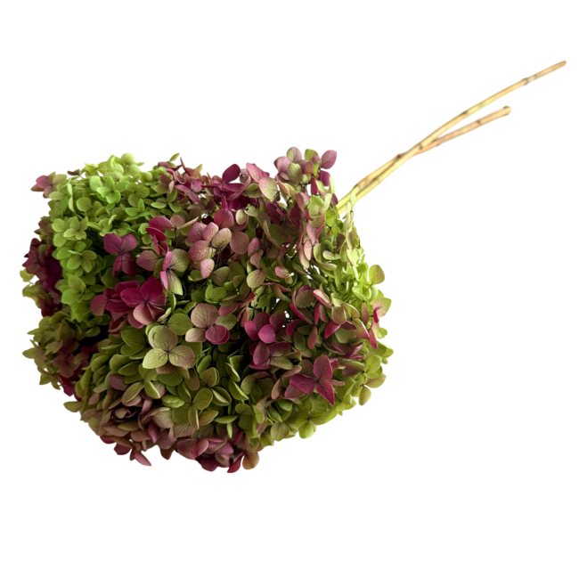 Preserved Hydrangea Cabeza | Colour: Natural Red Green | Hydrangea Dried Flowers | Length ± 70 centimeter | Per stem