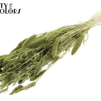 QC Bouquet Bleached Dried Flower Mix | Colour: Olive green | Length ± 60 centimeter | Per bunch
