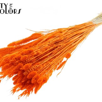 QC Strauß Gebleichte Getrocknete Blumenmischung | Farbe: Orange | Länge ± 60 centimeter | Pro Bund