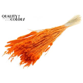 QC Boeket Gebleekte Gedroogde Bloemenmix | Kleur: Oranje | Lengte ± 60 centimeter | Per bos