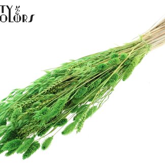 QC Strauß Gebleichte Getrocknete Blumenmix | Farbe: Hellgrün | Länge ± 60 centimeter | Pro Bund