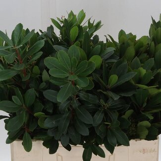 Freshy Arbutus Unedo Aardbeiboom | Kleur: Groen | Lengte ± 60 centimeter | Per 50 stelen