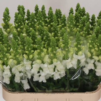 Freshy Antirrhinum Antibes White