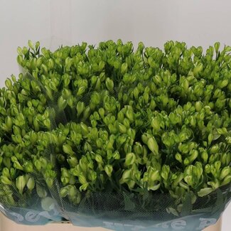 Freshy Alstroemeria Fl “White Pearls” | Kleur: Wit | Lengte ± 75 centimeter | Per 10 stelen verse bloemen