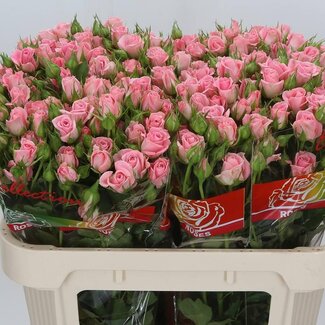 Freshy Trosroos “Odilia Elgon” | Kleur: Roze | Lengte ± 70 centimeter | Per 10 verse bloemen