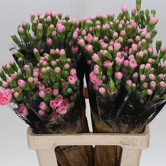 Freshy Trosanjer “Pink Pigeon” | Kleur: Gemengde Kleuren | Lengte ± 60 centimeter | Per 25 verse bloemen