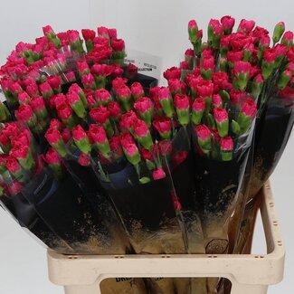 Freshy Trosanjer “Pigeon” | Kleur: Roze | Lengte ± 60 centimeter | Per 25 verse bloemen